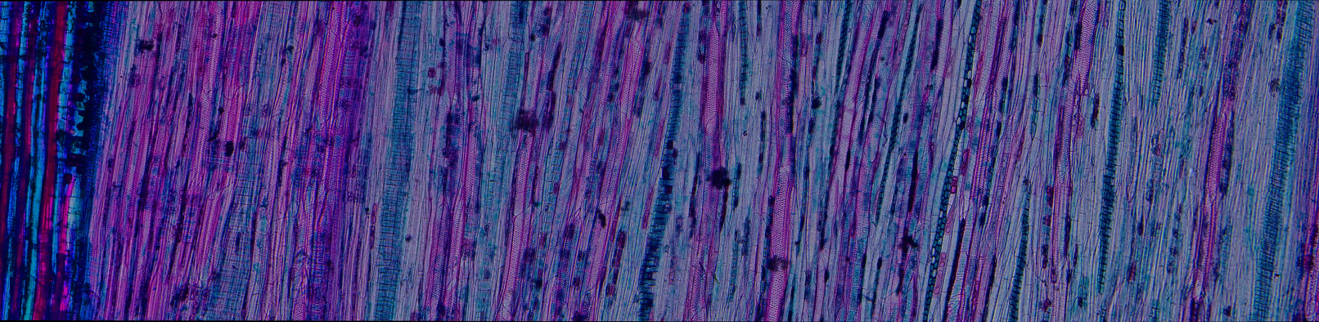 Auto-stitch function of the HDC DF4 microscope camera